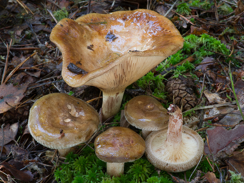 Paxillus involutus